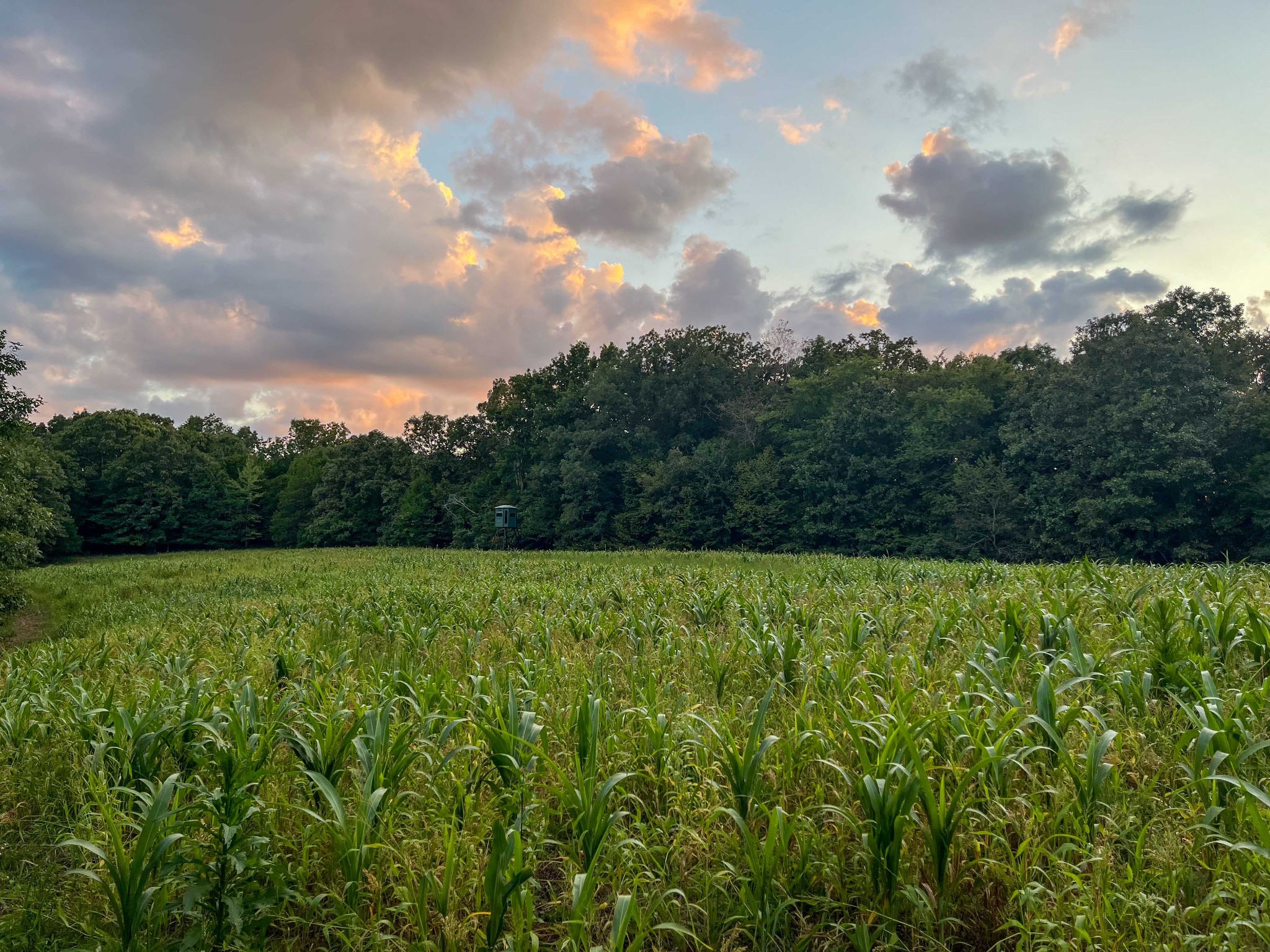 1651 Yellow Creek Road Dickson, TN 37055 - Photo 27 of 43