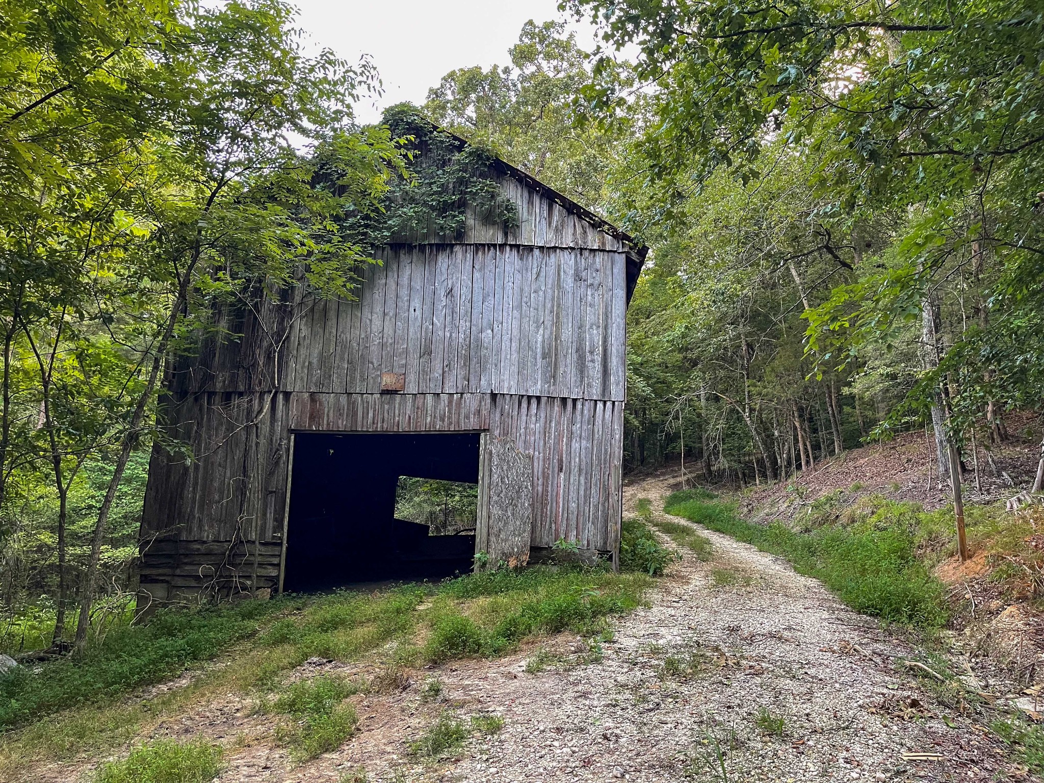 1651 Yellow Creek Road Dickson, TN 37055 - Photo 28 of 43 a view of backyard with barn and a large cactus tree