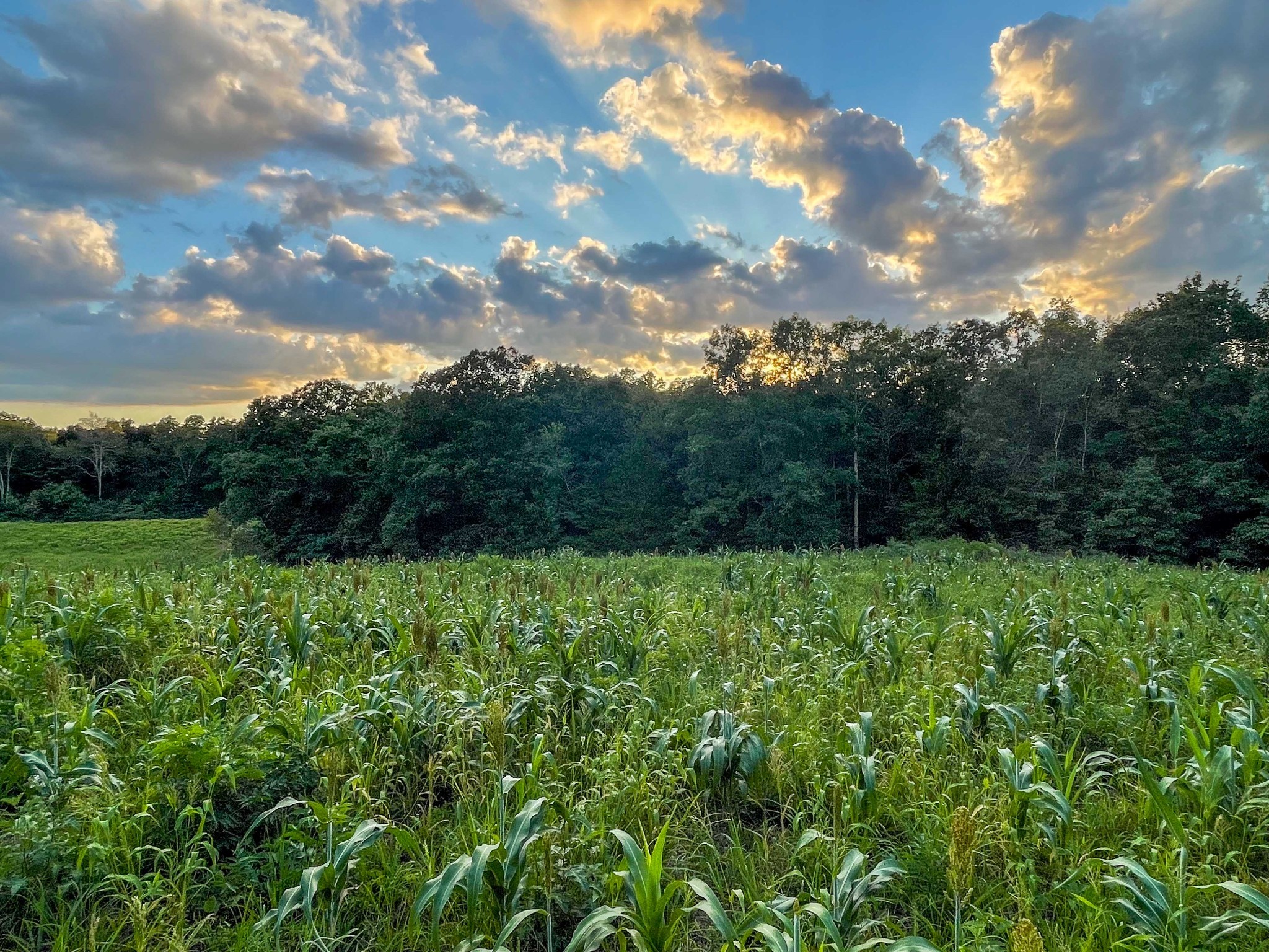 1651 Yellow Creek Road Dickson, TN 37055 - Photo 29 of 43