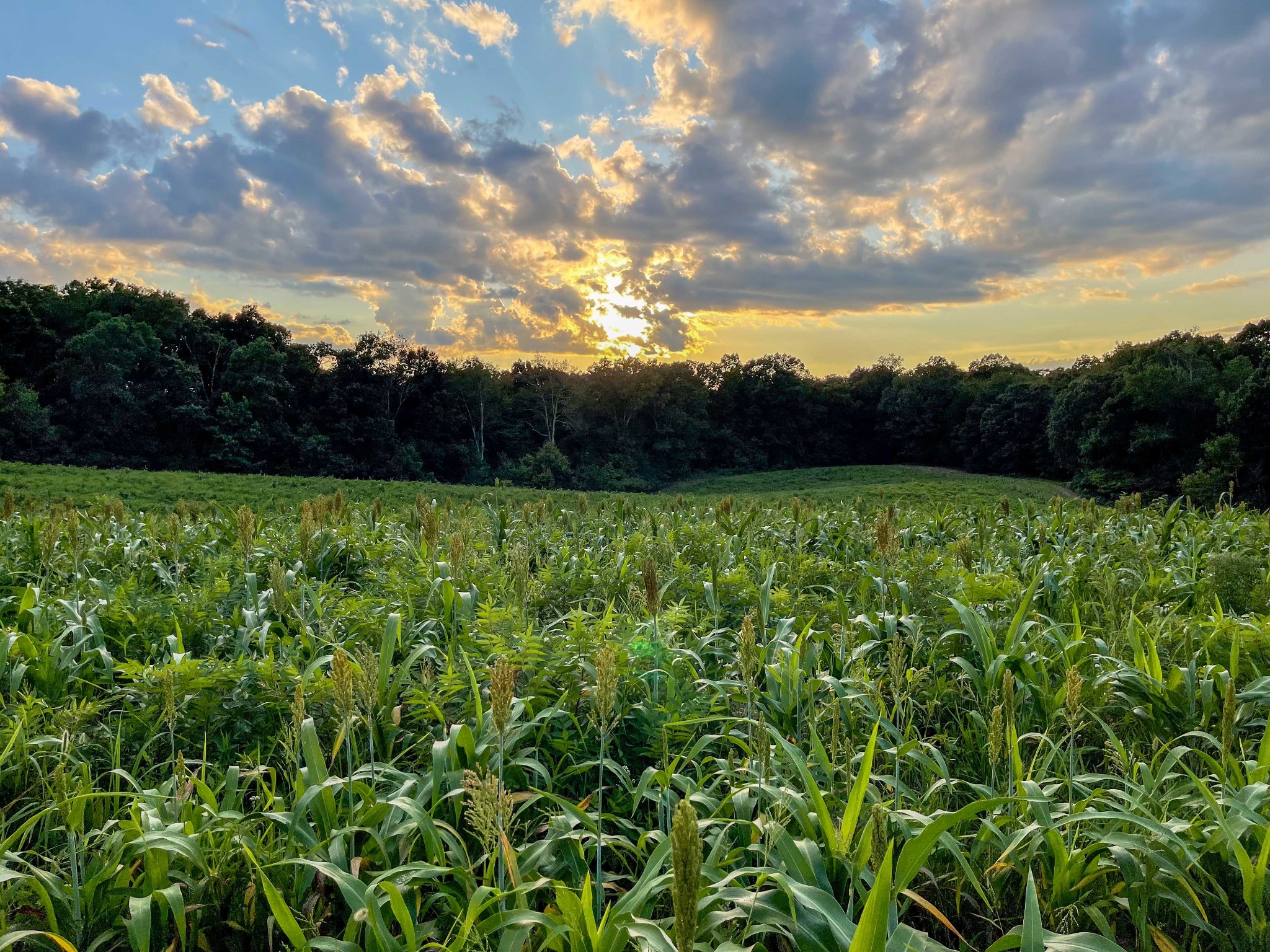 1651 Yellow Creek Road Dickson, TN 37055 - Photo 31 of 43