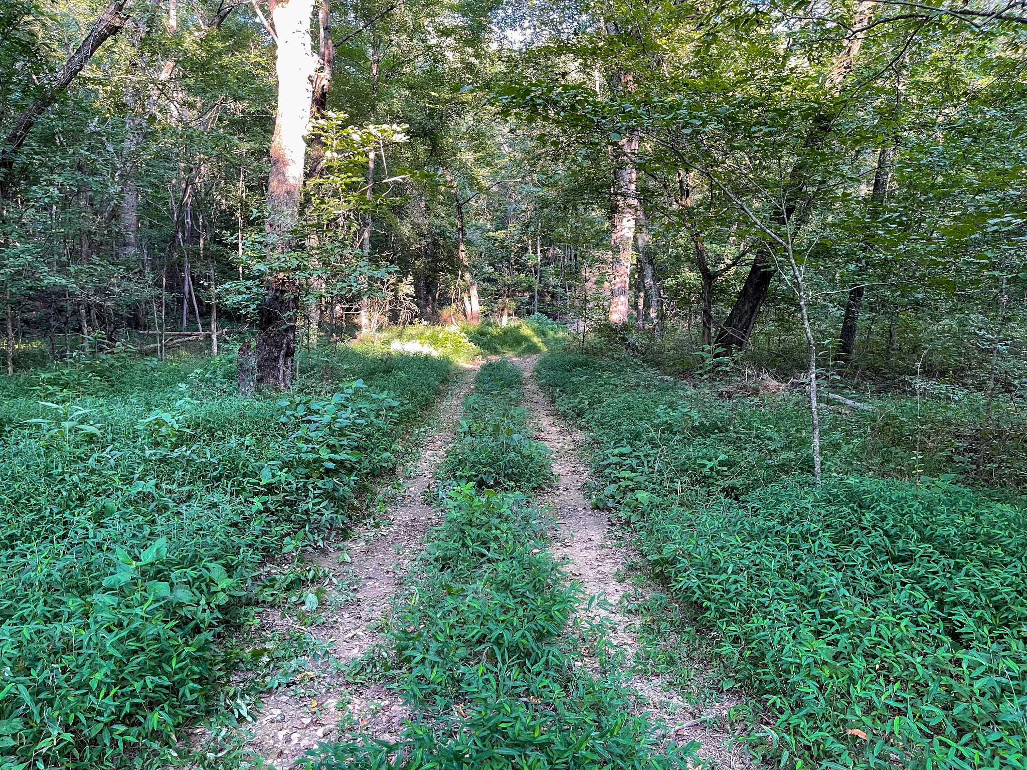 1651 Yellow Creek Road Dickson, TN 37055 - Photo 33 of 43 a big yard with lots of green space and plants