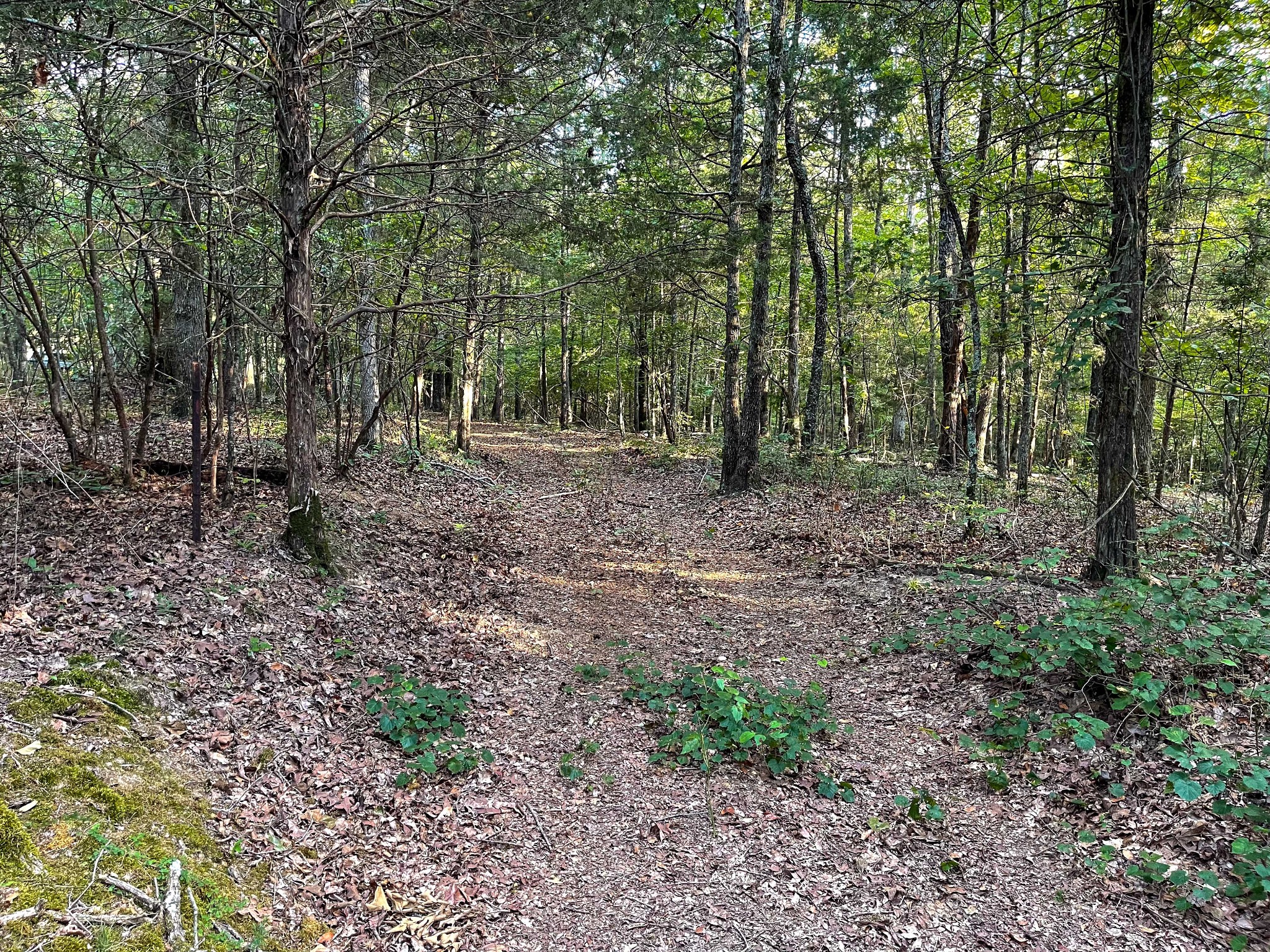 1651 Yellow Creek Road Dickson, TN 37055 - Photo 35 of 43 a view of a forest filled with trees