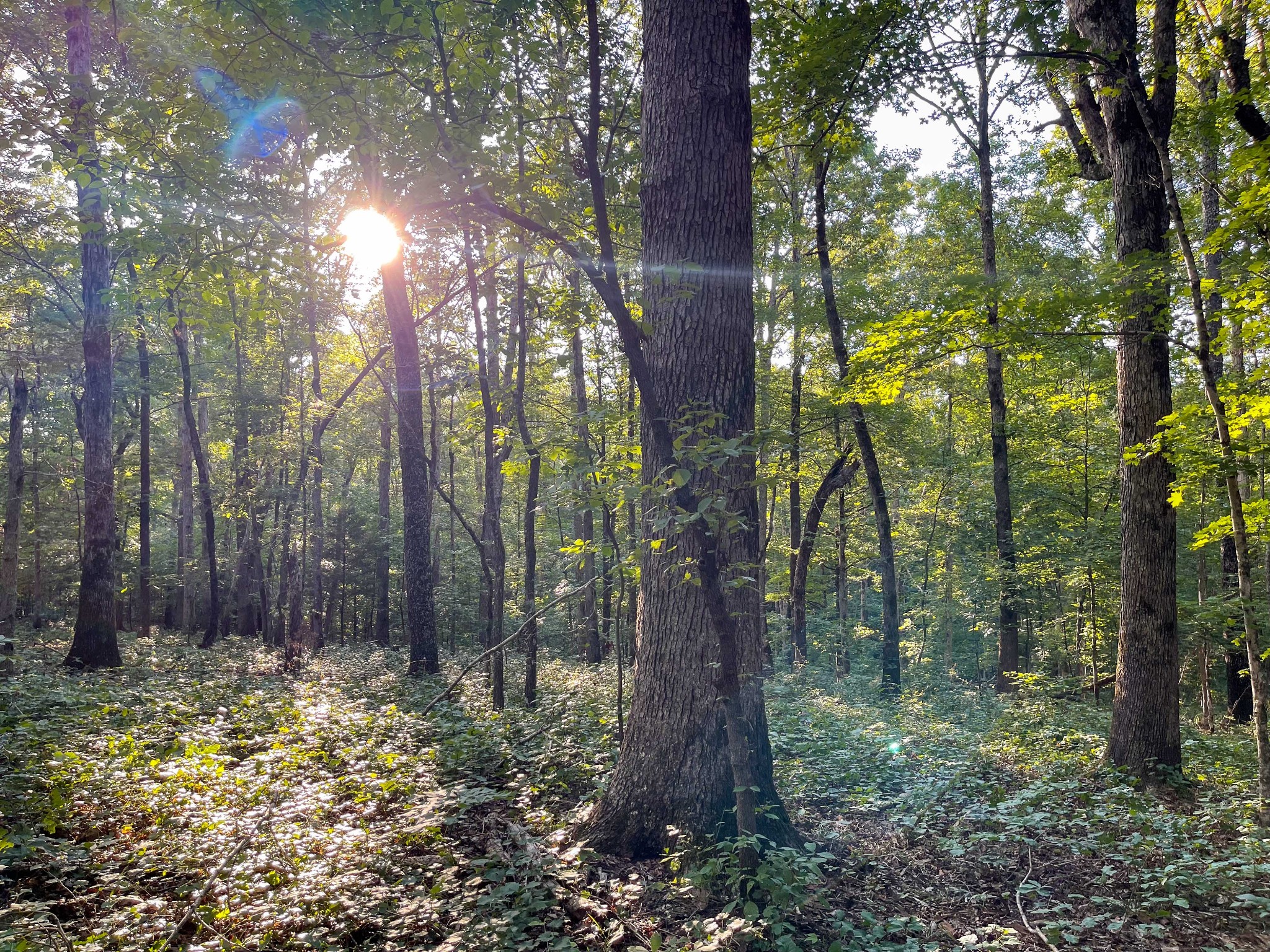 1651 Yellow Creek Road Dickson, TN 37055 - Photo 36 of 43 a backyard of a house with lots of green space