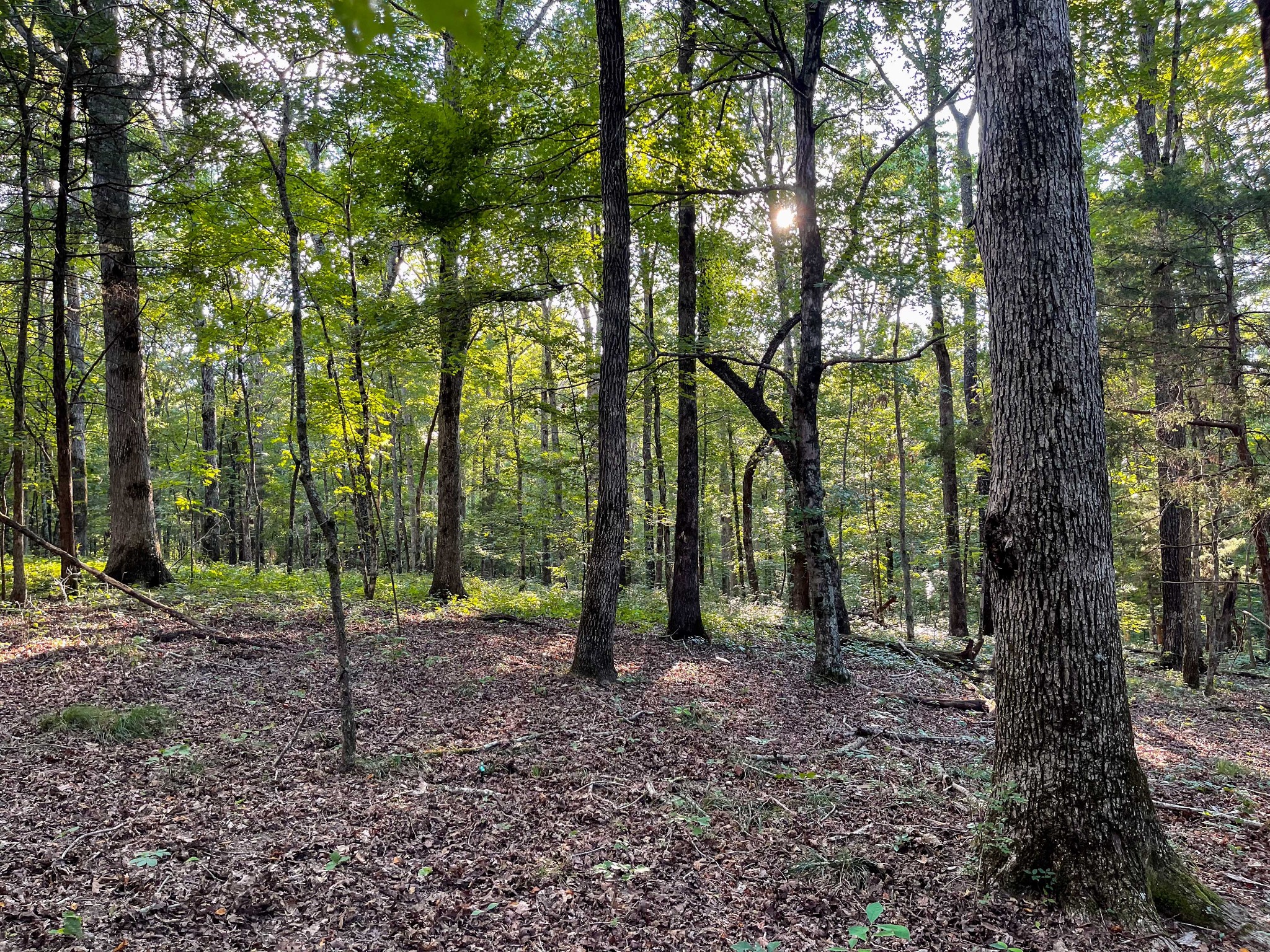 1651 Yellow Creek Road Dickson, TN 37055 - Photo 37 of 43 a view of outdoor space and trees