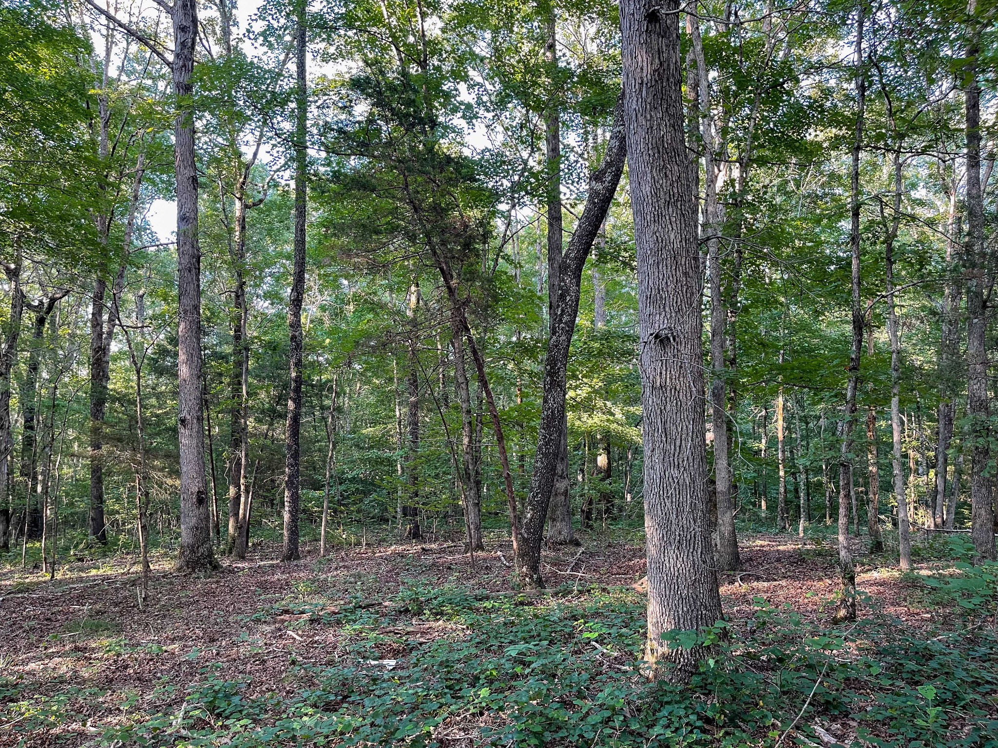 1651 Yellow Creek Road Dickson, TN 37055 - Photo 38 of 43 a view of a forest that has large trees