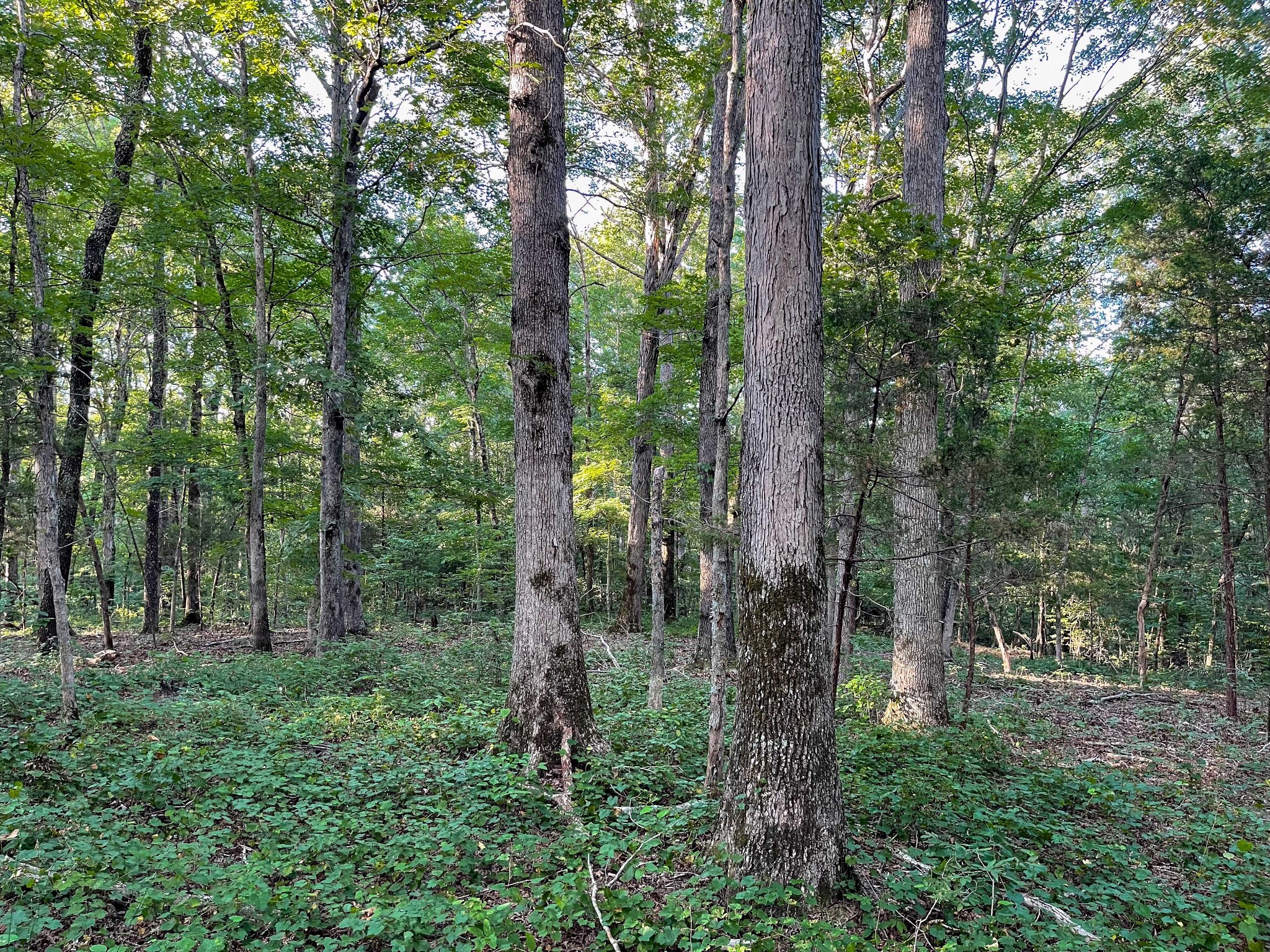 1651 Yellow Creek Road Dickson, TN 37055 - Photo 39 of 43