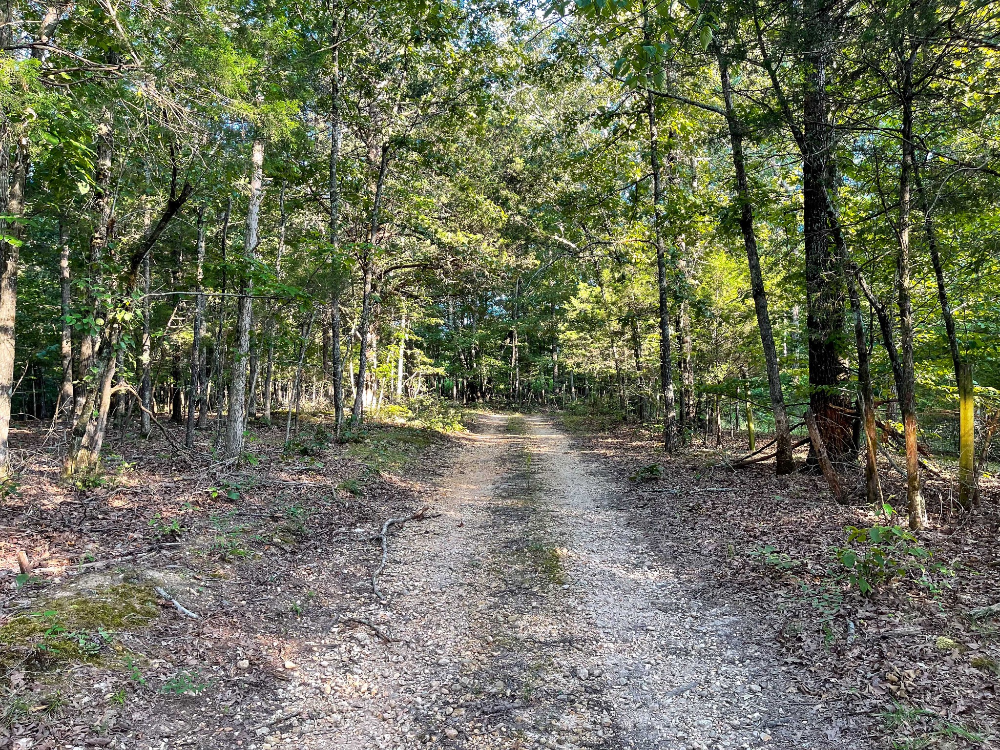 1651 Yellow Creek Road Dickson, TN 37055 - Photo 40 of 43 a view of a forest with trees in the background