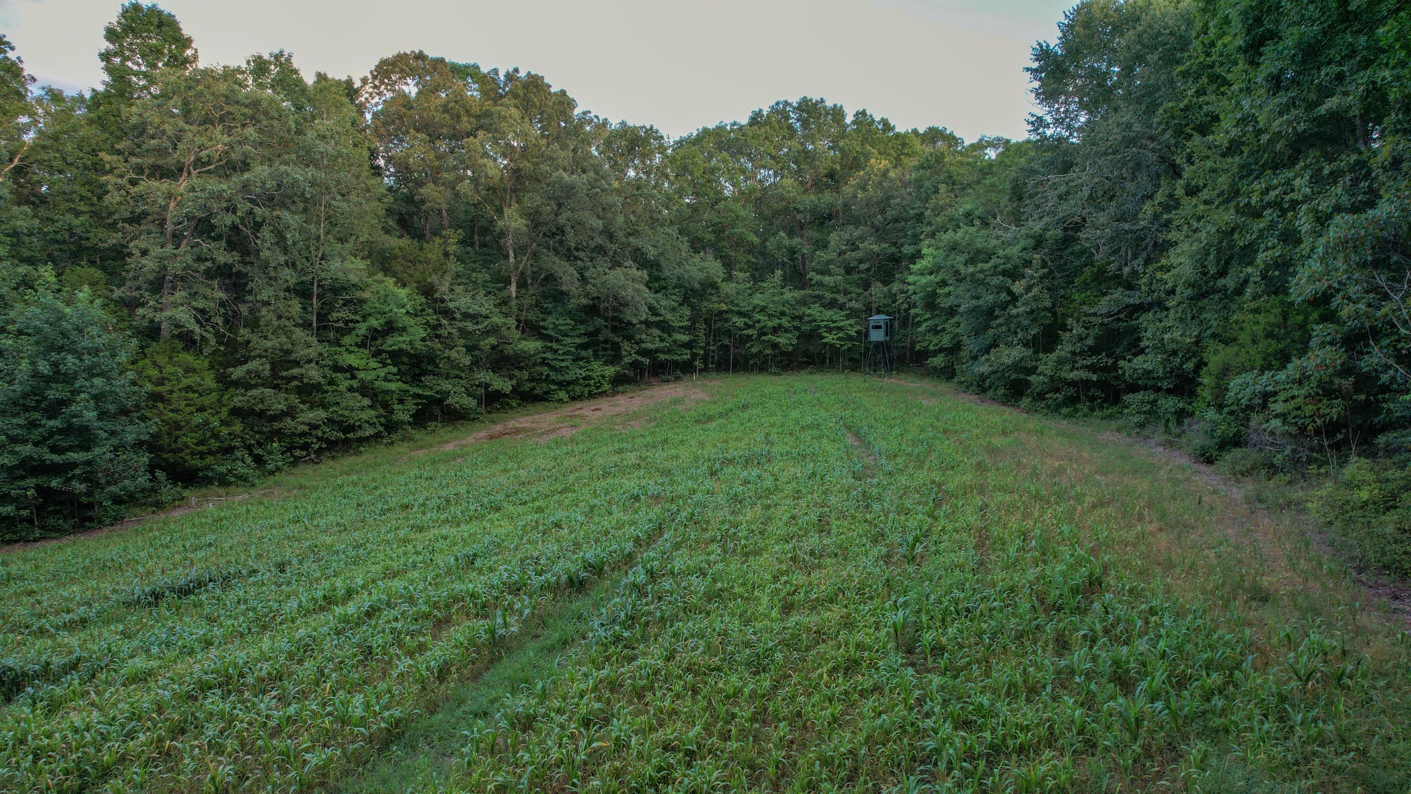 1651 Yellow Creek Road Dickson, TN 37055 - Photo 4 of 43 a view of a green field with lots of bushes