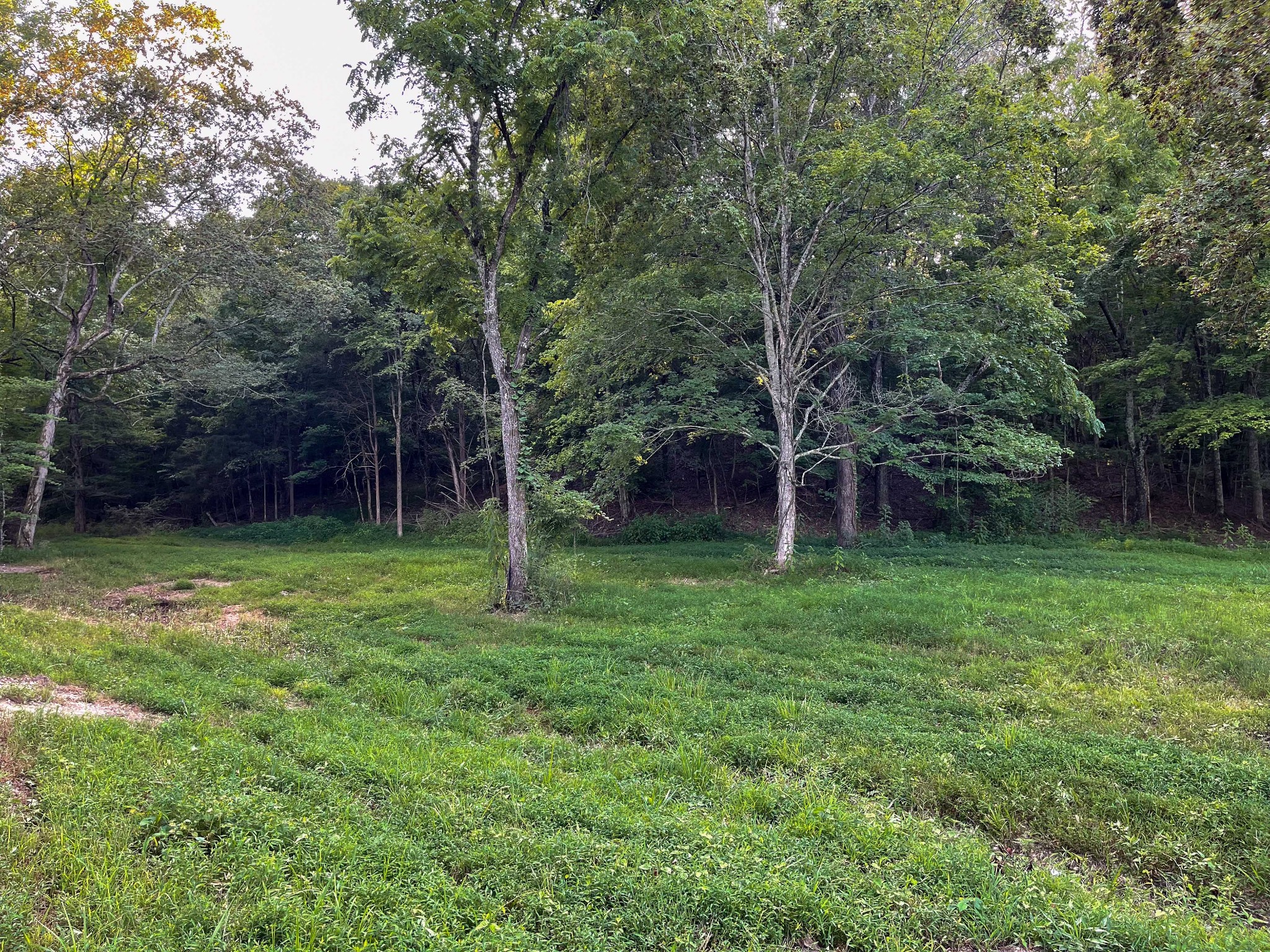 1651 Yellow Creek Road Dickson, TN 37055 - Photo 42 of 43 a view of a backyard with a trees and plants