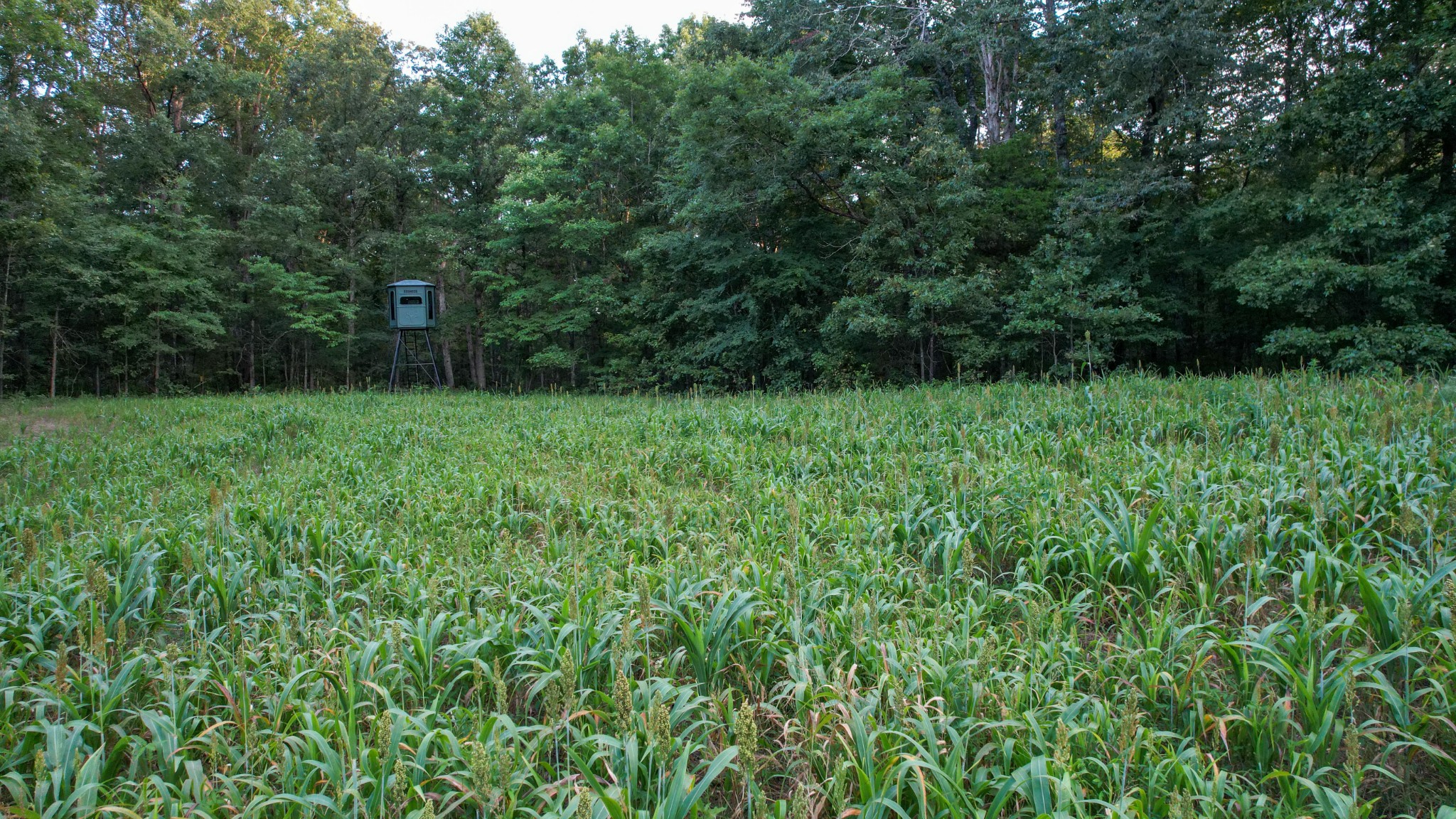 1651 Yellow Creek Road Dickson, TN 37055 - Photo 5 of 43