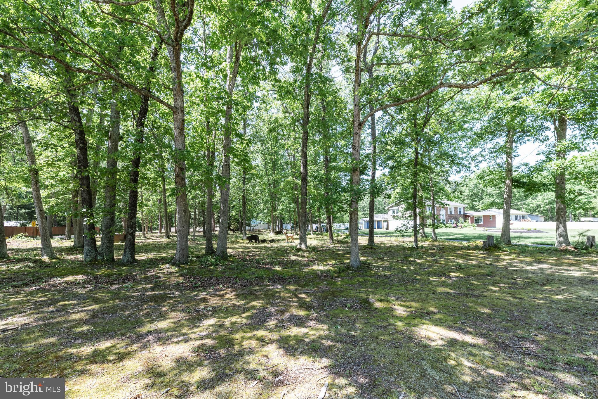 4423 Moss Mill Road Hammonton, NJ 08037 - Photo 71 of 76 Vacant Lot!