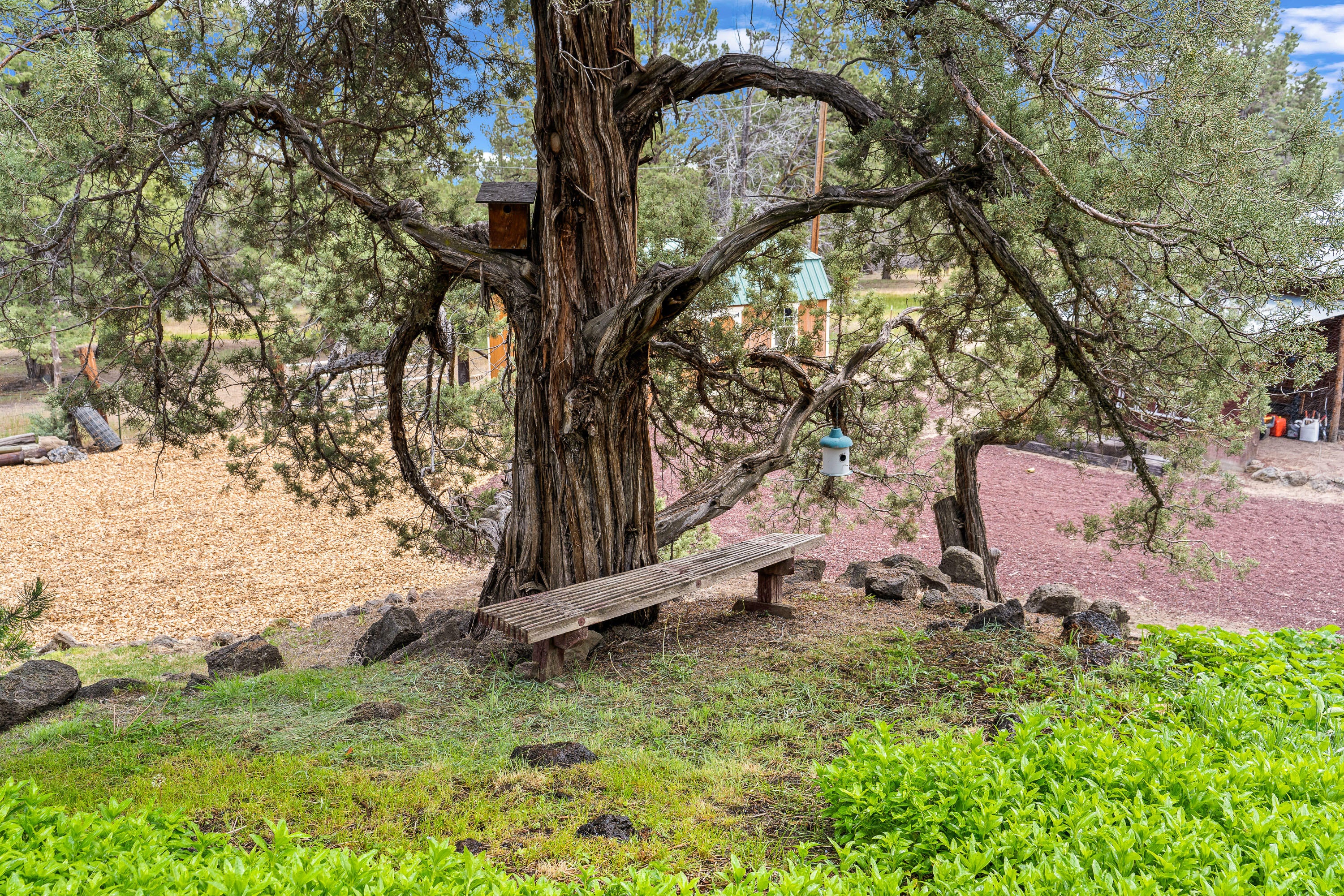 62760 Dixon Loop Bend, OR 97701 - Photo 67 of 69 63 old juniper