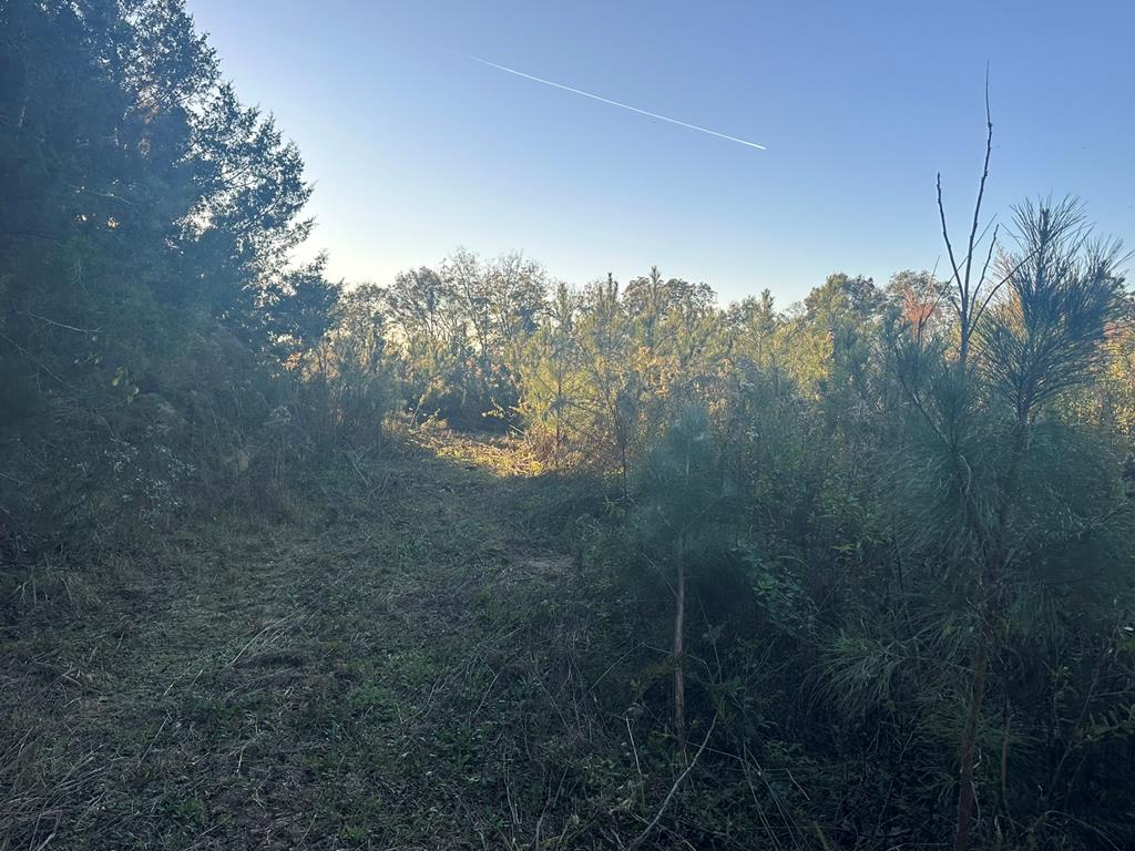 250 Adams Mill Road Clayton, AL 36016 - Photo 12 of 74