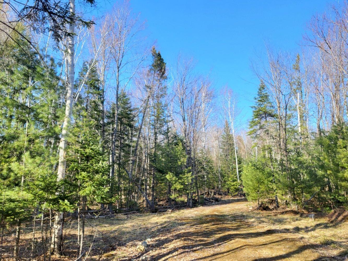 Lot 18 L15-3 Coburn Road Carthage, ME 04224 - Photo 9 of 16 20240422_171315_resized_result