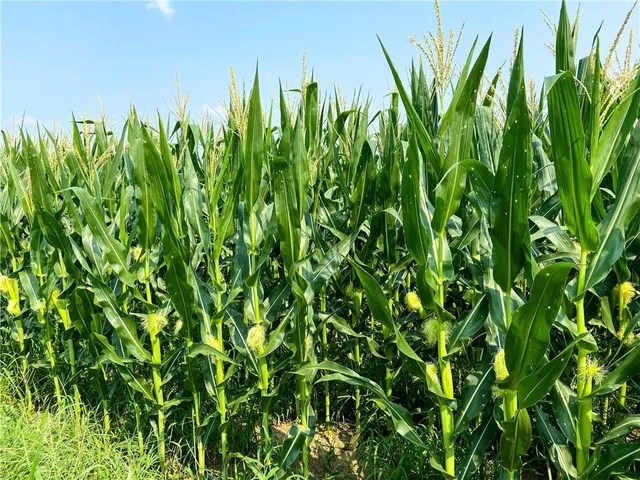 $1,000,000 | 35100 East Outer Belt Road, Lone Jack, MO 64070