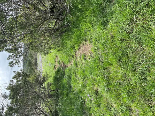 a view of a yard with plants and a bench