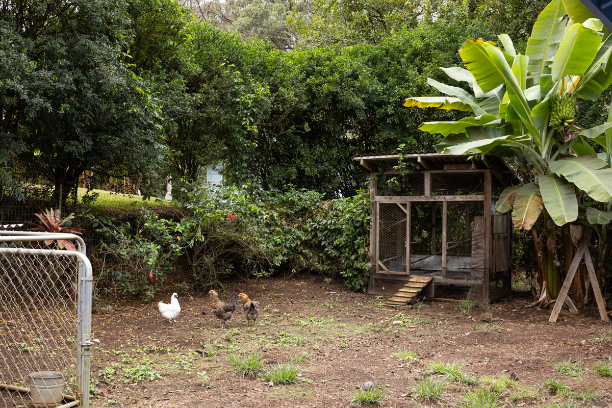 45-1006 Kalehua Road Honokaa, HI 96727 - Photo 23 of 29 a view of a house with a backyard