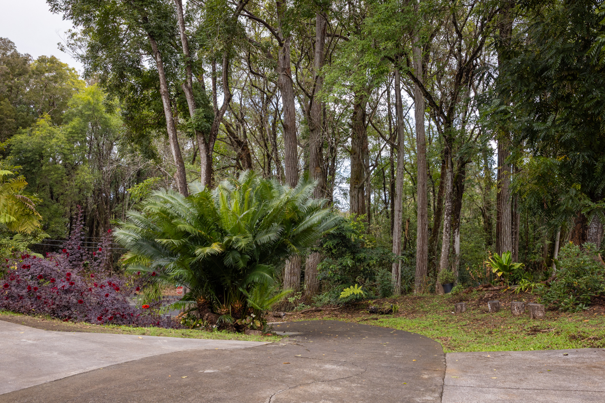 45-1006 Kalehua Road Honokaa, HI 96727 - Photo 25 of 29 a view of a park with plants and trees