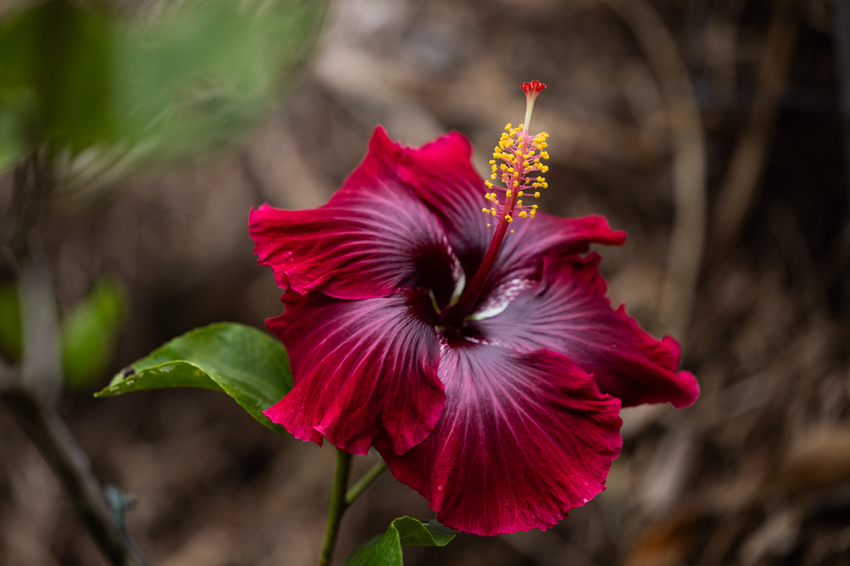 45-1006 Kalehua Road Honokaa, HI 96727 - Photo 26 of 29 a close up of a flower in a flower