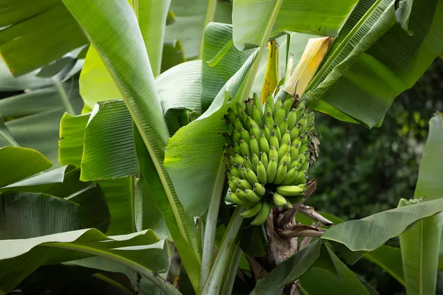 a view of banana tree