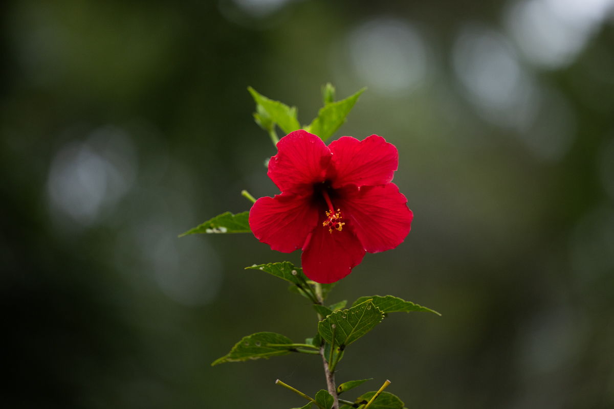 45-1006 Kalehua Road Honokaa, HI 96727 - Photo 28 of 29 a close up of a plant in a room