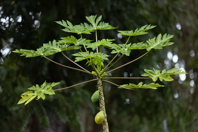 $649,000 | 45-1006 Kalehua Road, Honokaa, HI 96727