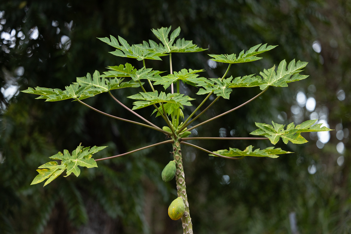 45-1006 Kalehua Road Honokaa, HI 96727 - Photo 29 of 29
