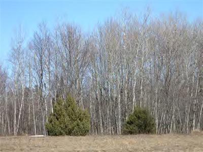17502 Biggie Road Kaleva, MI 49645 - Photo 7 of 7 Additional Photo