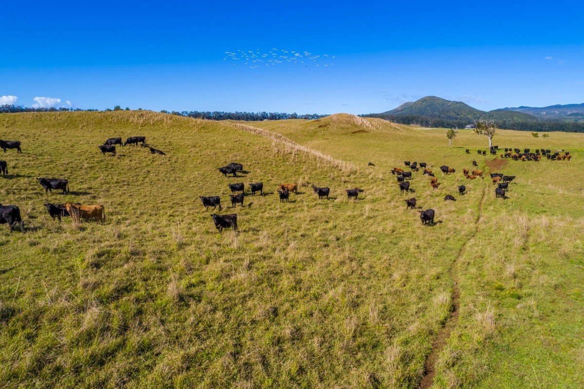 15 Mud Lane Kamuela, HI 96743 - Photo 21 of 25 a view of a city