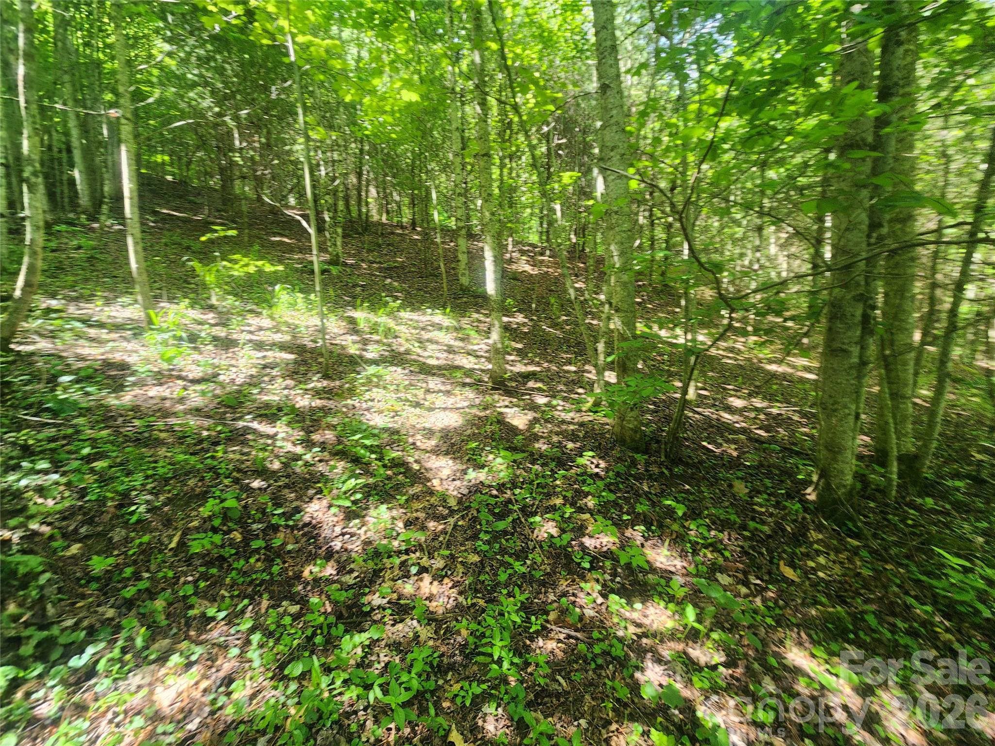 789 Jarrett Cove Road Marshall, NC 28753 - Photo 41 of 41