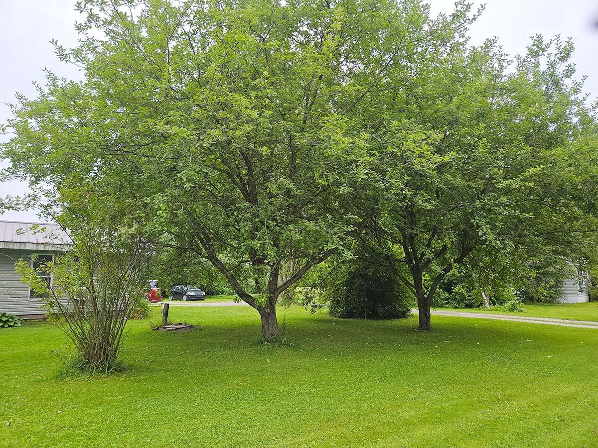 123 Lake Street Swanton, VT 05488 - Photo 18 of 36