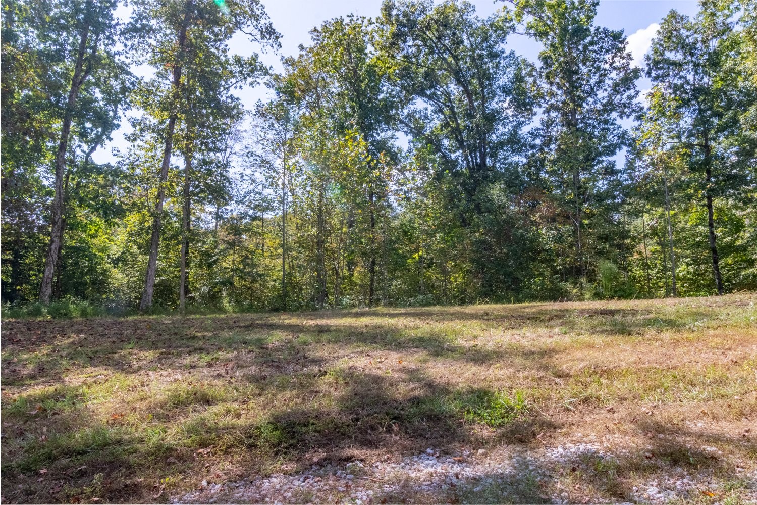 0 Casparis Road Columbia, TN 38401 - Photo 11 of 59 a view of a yard with a tree