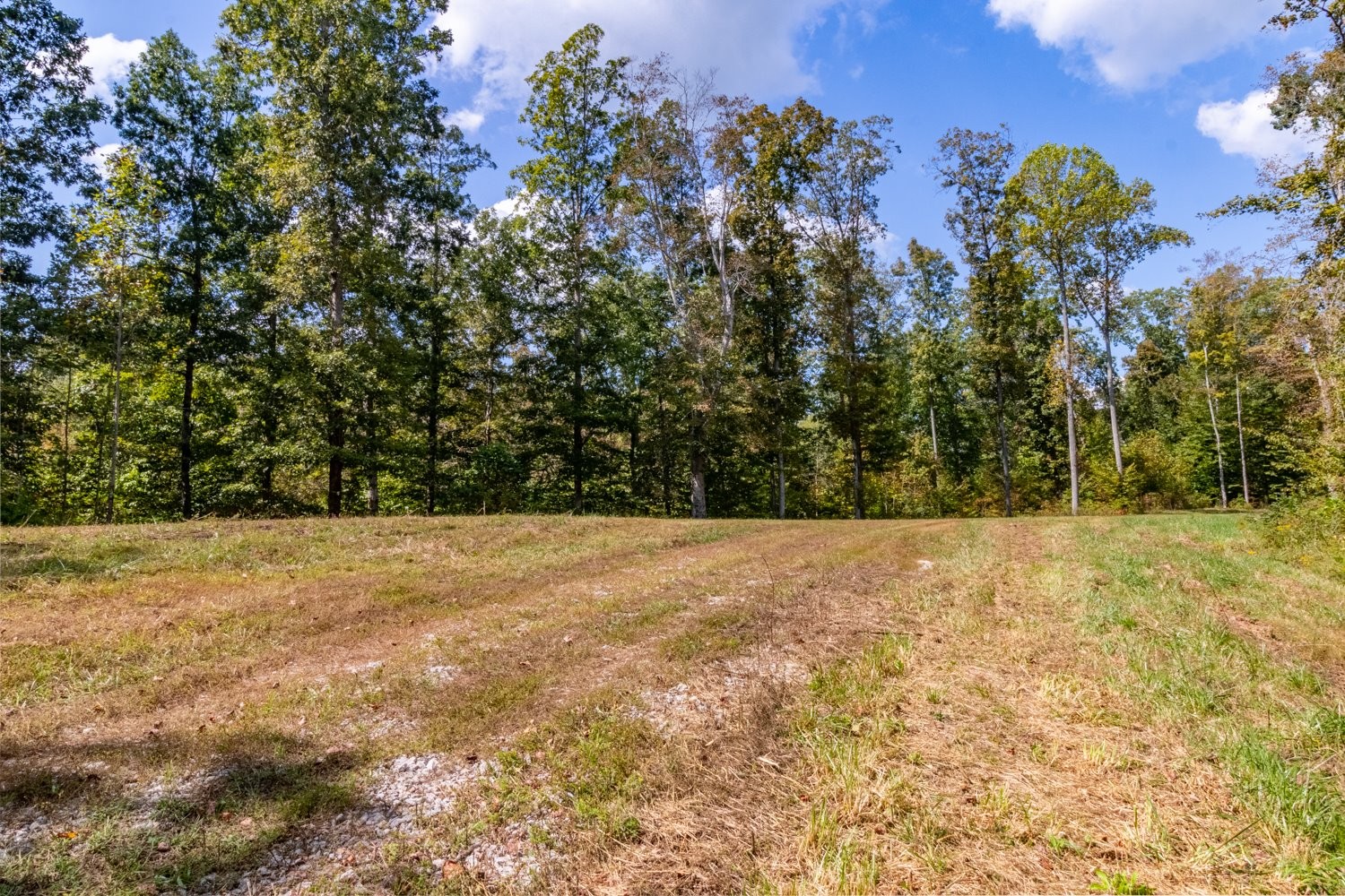 0 Casparis Road Columbia, TN 38401 - Photo 16 of 59 a view of a yard with a tree