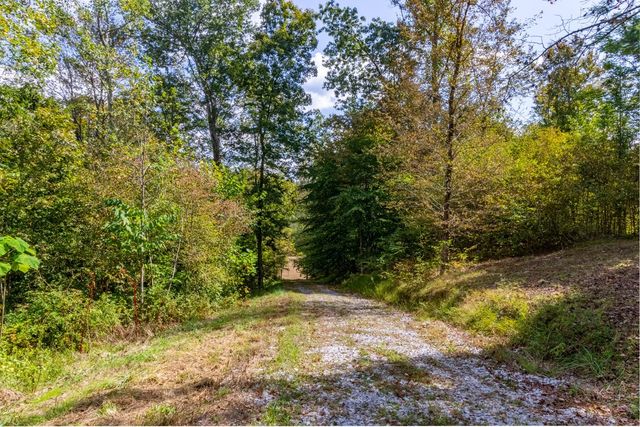 a view of a yard with trees