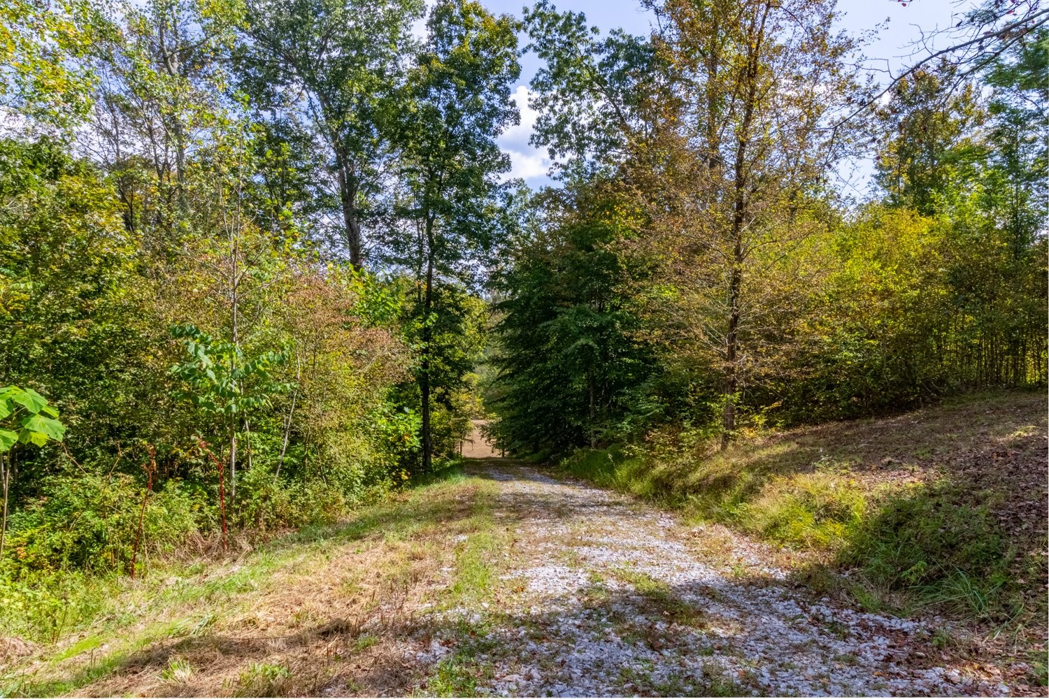 0 Casparis Road Columbia, TN 38401 - Photo 17 of 59 a view of a yard with trees