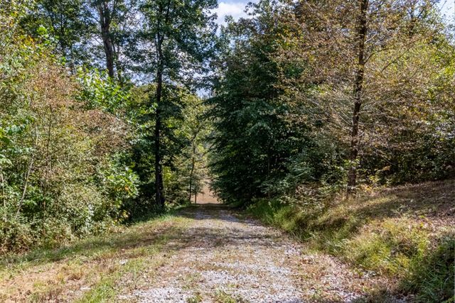 a view of a yard with plants and trees