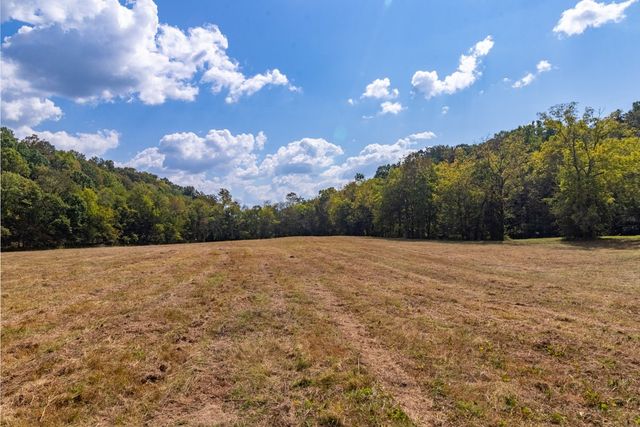 a view of a forest with trees in the background