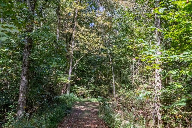 a view of a field with a tree