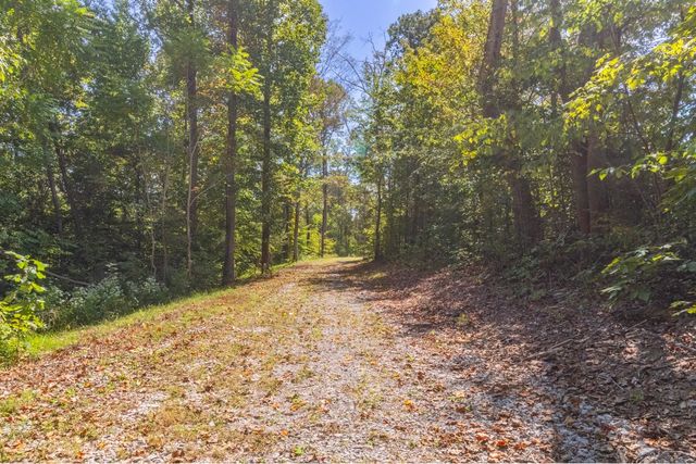 a view of a yard with plants and trees