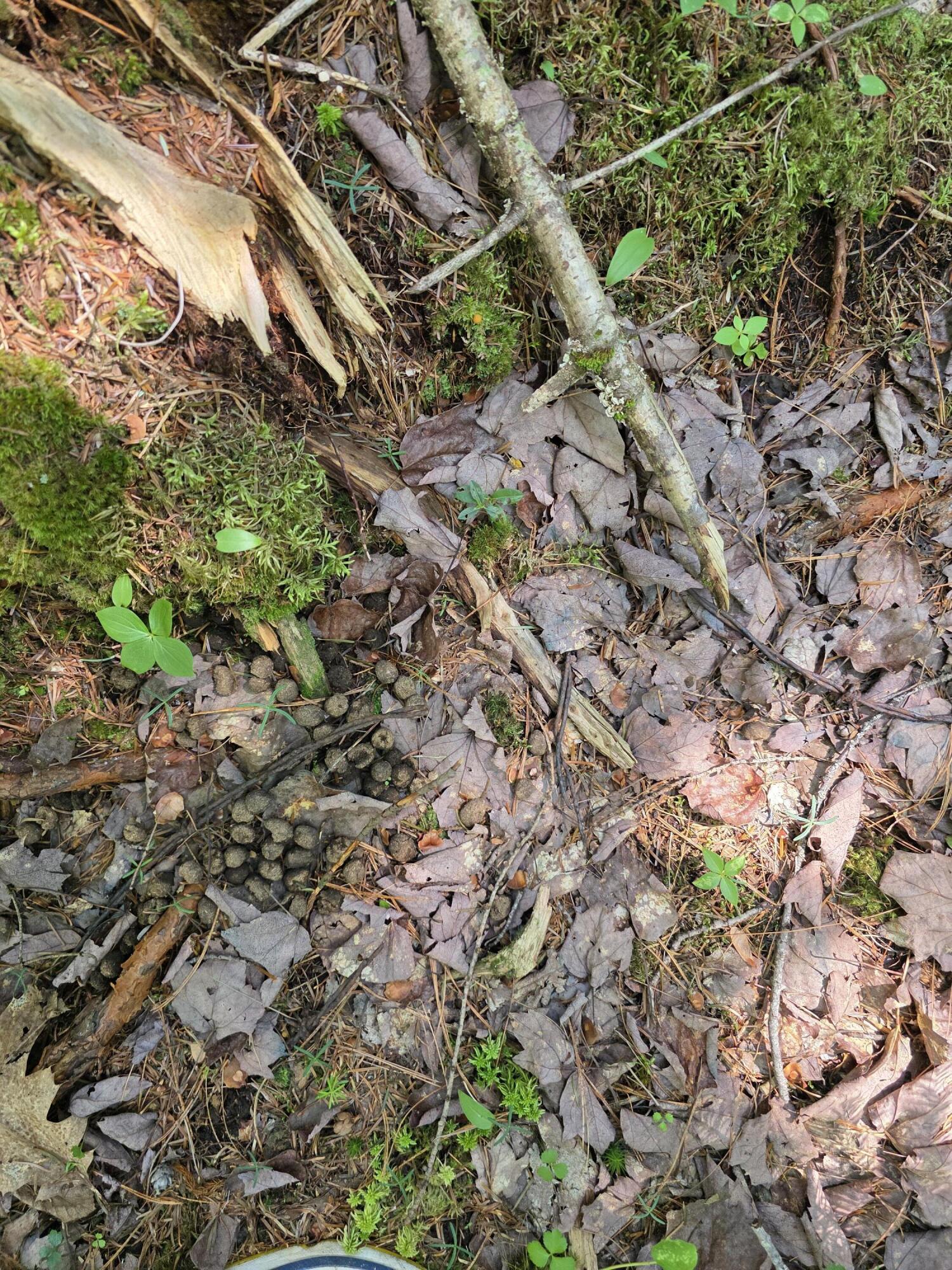 0 Brown Road Searsmont, ME 04973 - Photo 10 of 14 1000033531