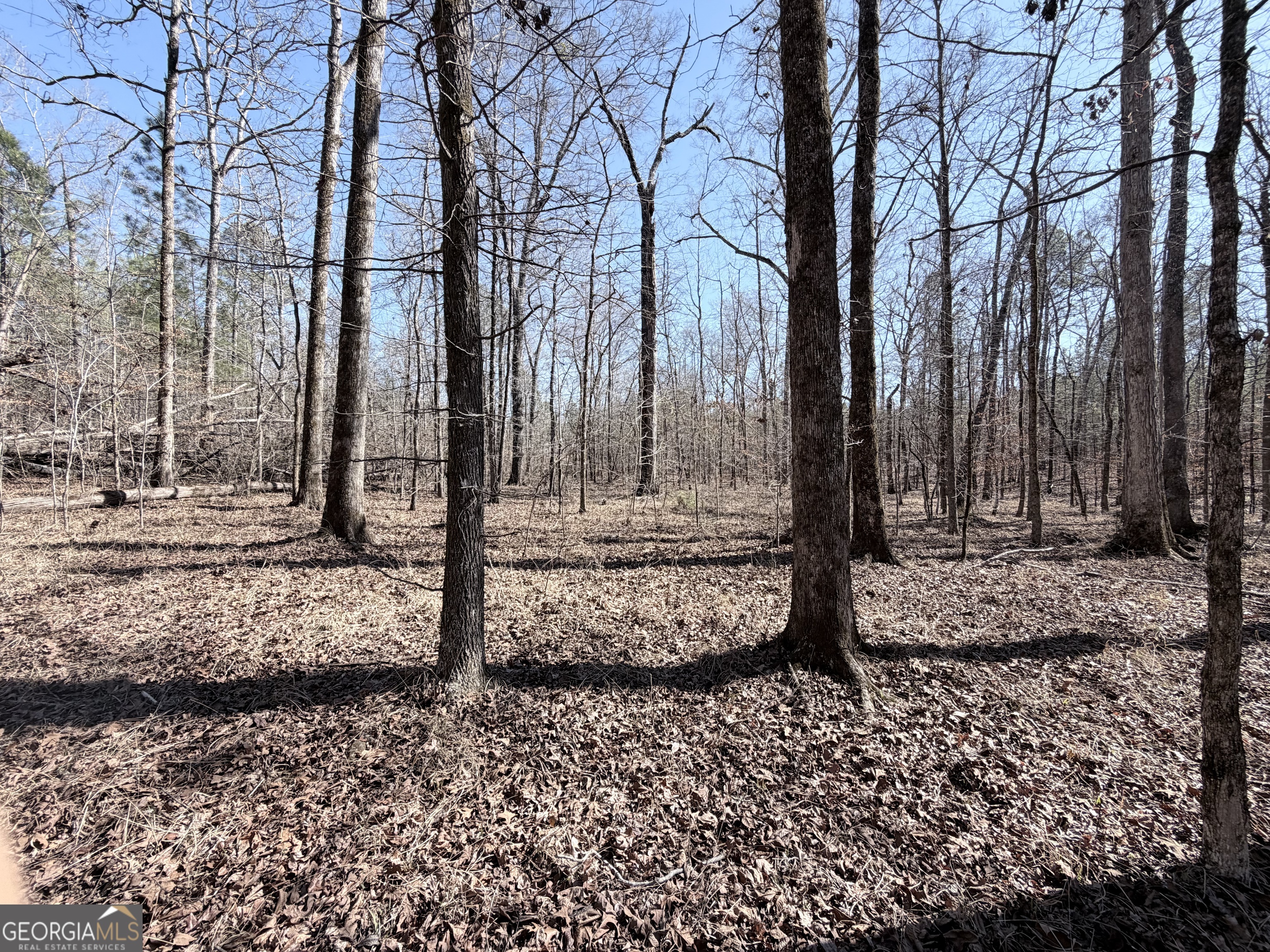 195 Margarets Grove Road Crawfordville, GA 30631 - Photo 23 of 34 a view of a park with large trees