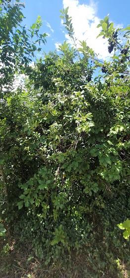 209 Indiana Avenue Walsenburg, CO 81089 - Photo 30 of 37 a view of a lush green forest