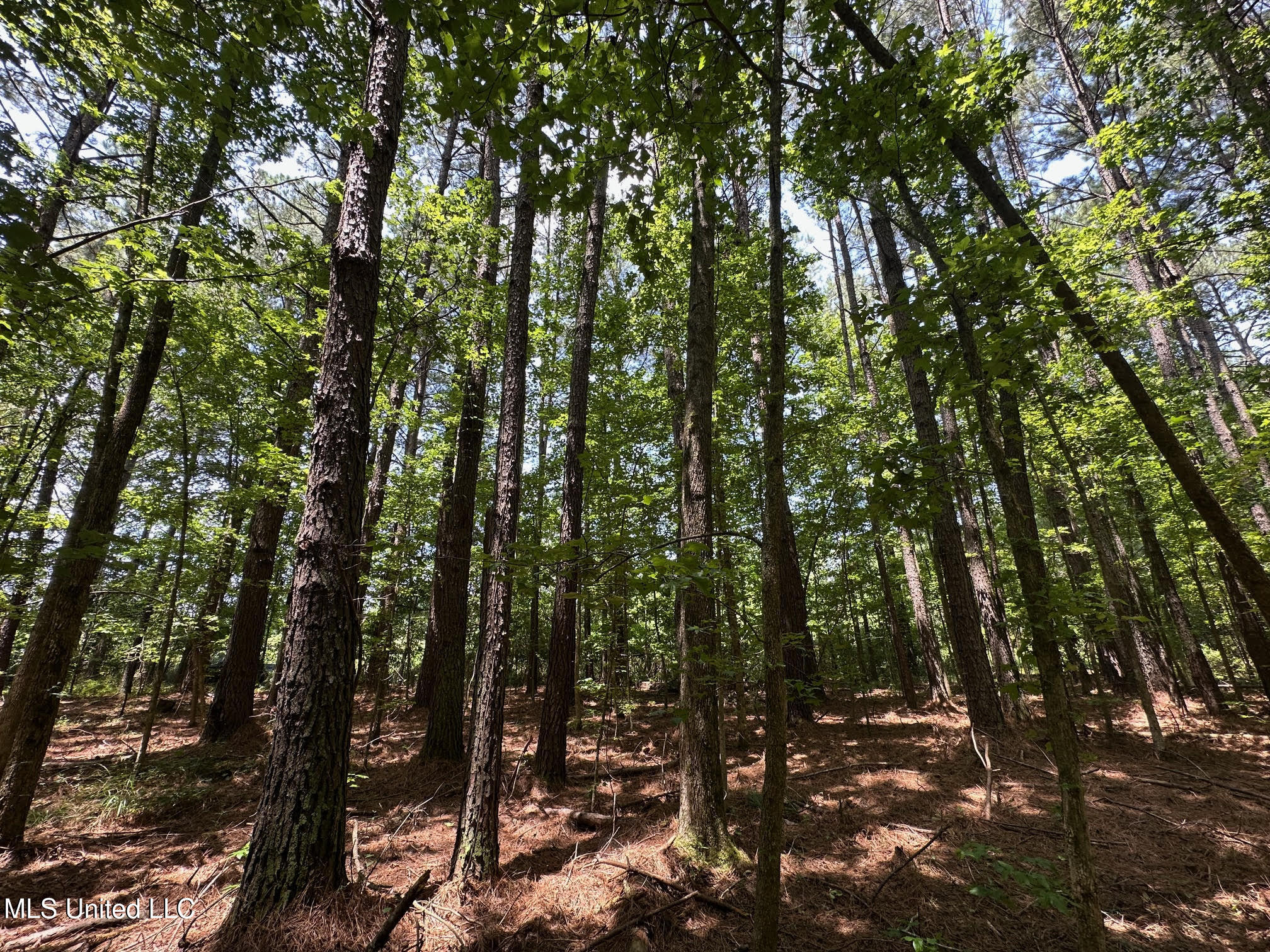 4 County Road 444 Philadelphia, MS 39350 - Photo 1 of 24 Trees