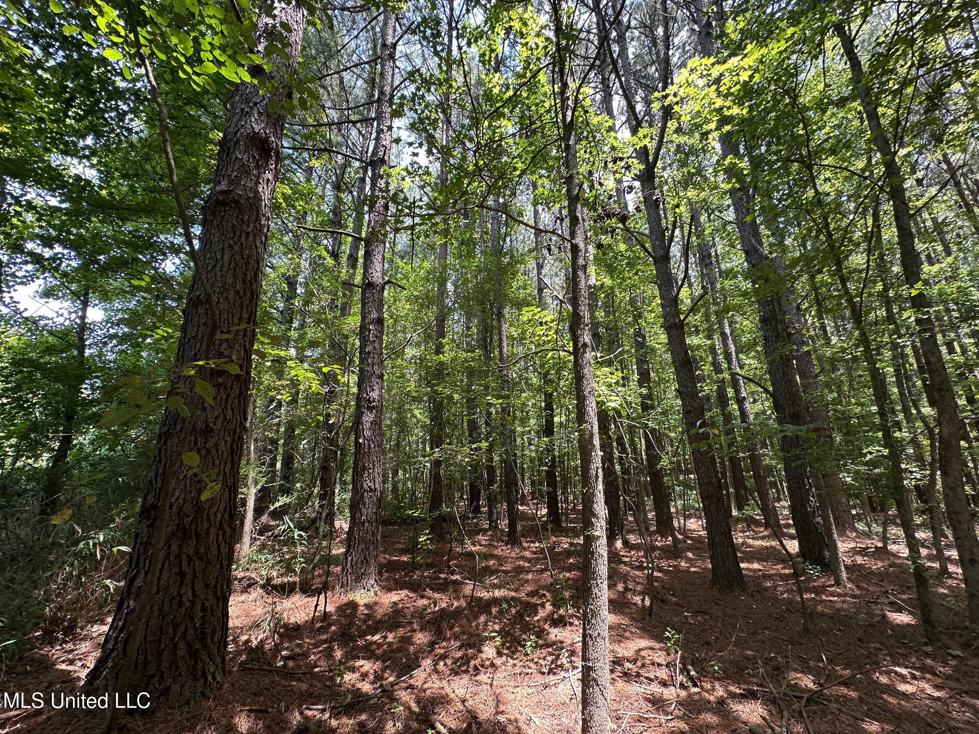 4 County Road 444 Philadelphia, MS 39350 - Photo 10 of 24 14