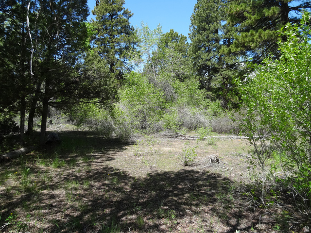 8578 West Red Cloud Loop Road Vernal, UT 84078 - Photo 7 of 25 Wooded lot featuring mature evergreen trees and natural ground cover