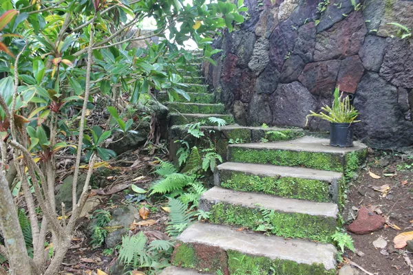 a view of a garden with plants