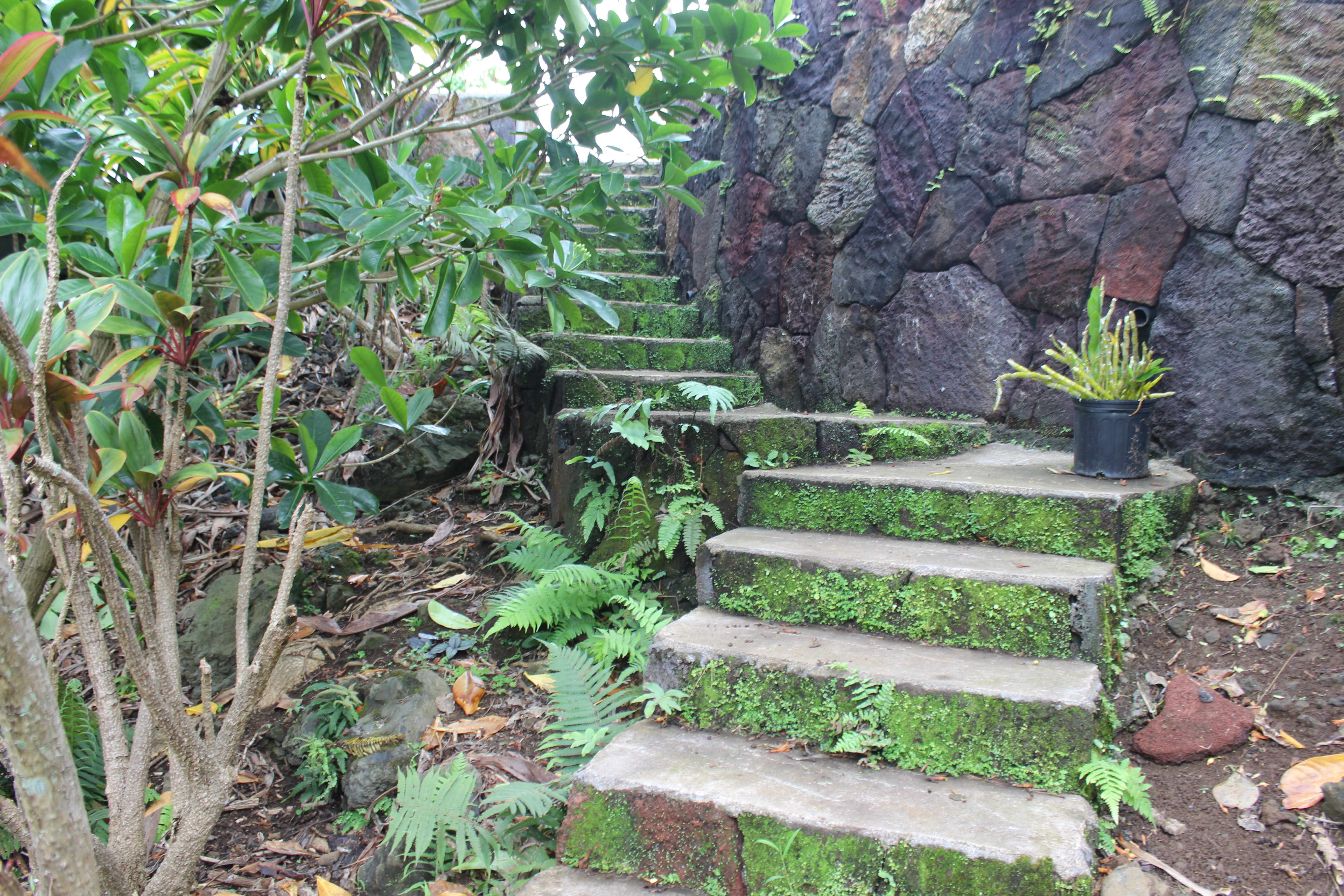 83-5477 Hawaiʻi Belt Road Captain Cook, HI 96704 - Photo 16 of 30 a view of a garden with plants