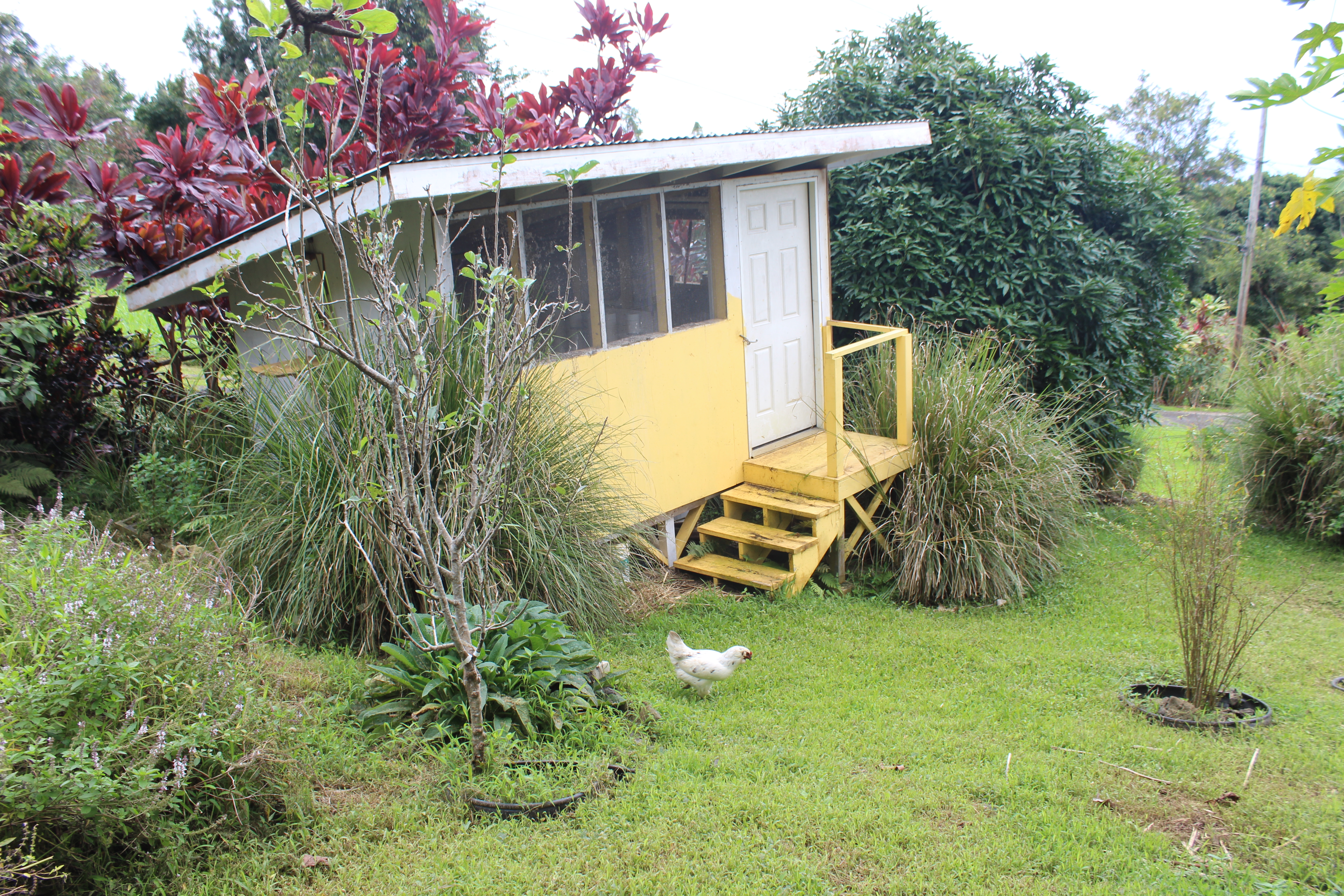 83-5477 Hawaiʻi Belt Road Captain Cook, HI 96704 - Photo 29 of 30 a view of a backyard with a small cabin