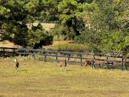 a view of a park with large trees