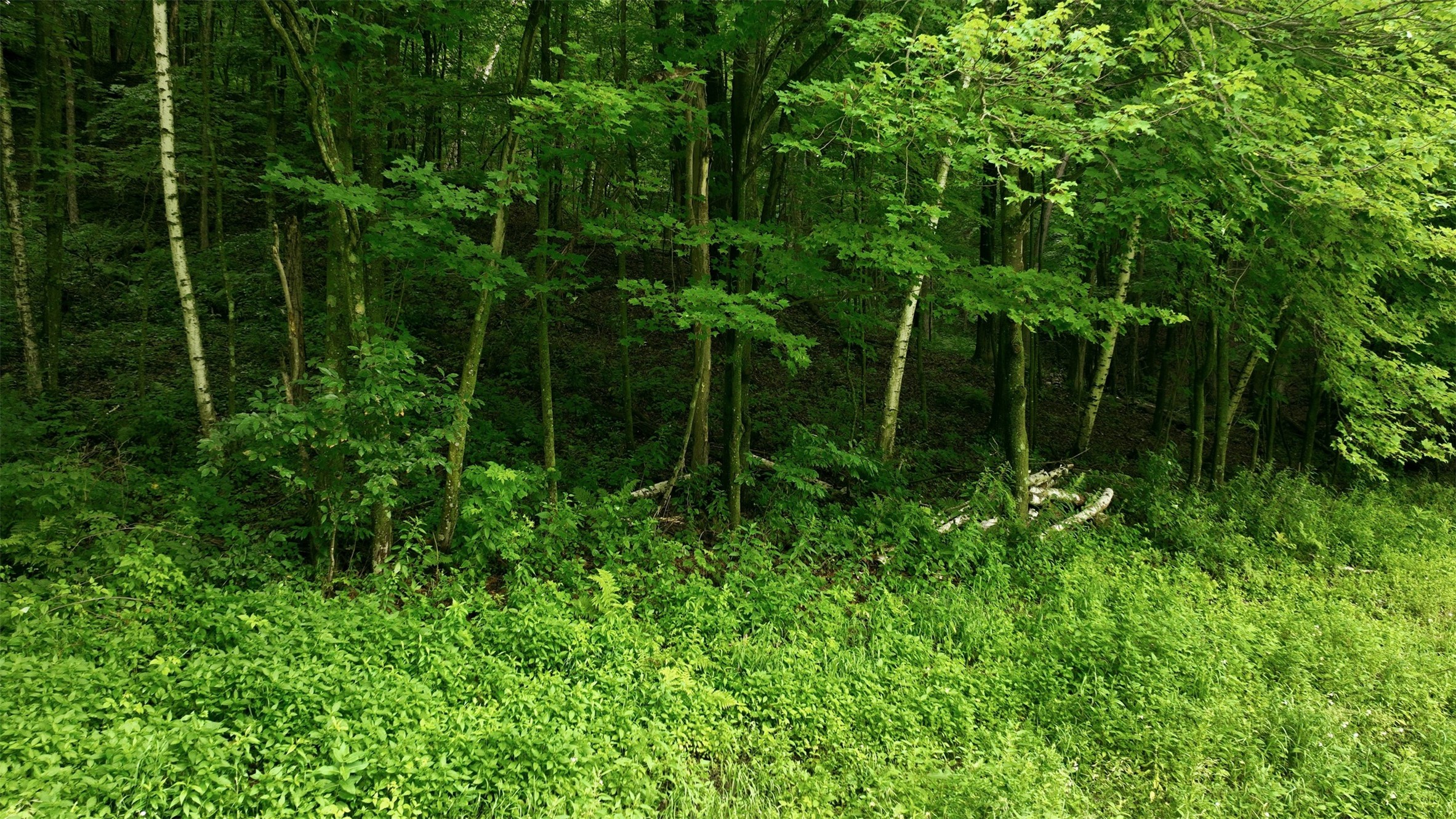 40-acres County Road South Wheeler, WI 54772 - Photo 15 of 22